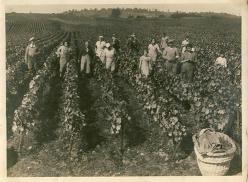 1942 vendanges en famille