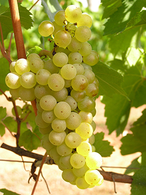 Chardonnay 400x300