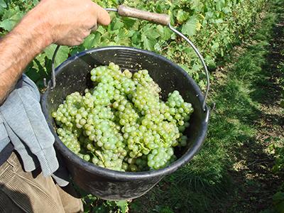 Grappes de Chardonnay Champagne Michel Hoerter