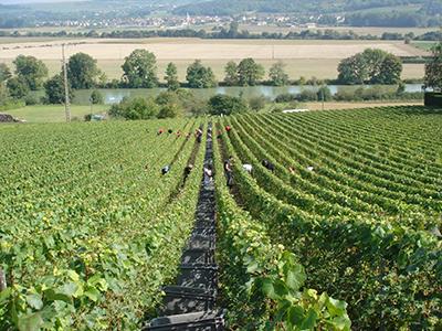 Vendanges Champagne Michel Hoerter