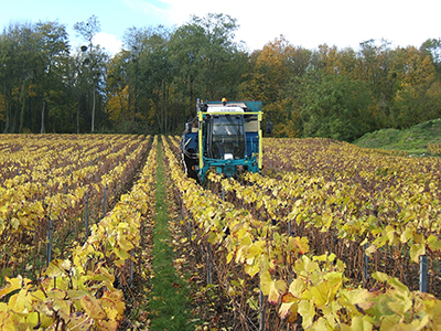 Vignes en Automne Mise en place es Ecorces Champagne Michel Hoerter