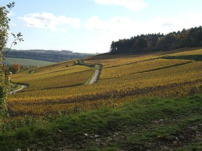 Vignes en Automne Champagne Michel Hoerter