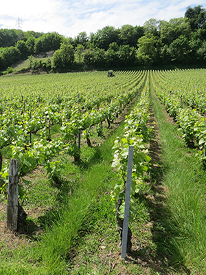 Vignes enherbées Champagne Michel Hoerter