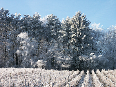 Vignes hiver11 400x300